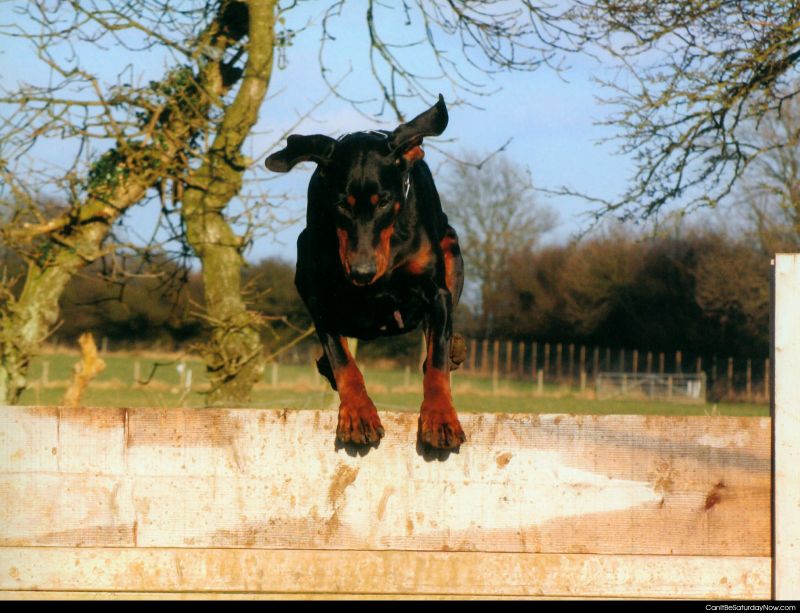 Dog jump
