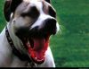 Dog yawn