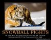 Snowball cat