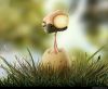 Odd chicken
