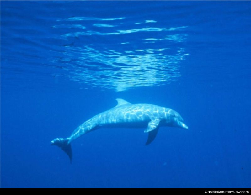 Dolphin 2