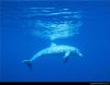 Dolphin 2