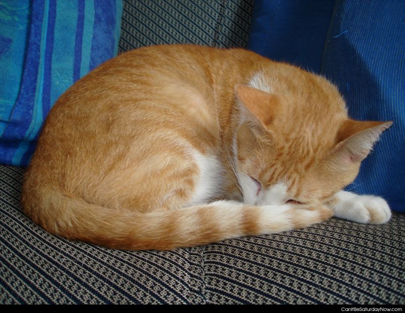 Can It Be Saturday Now ? Cat nap