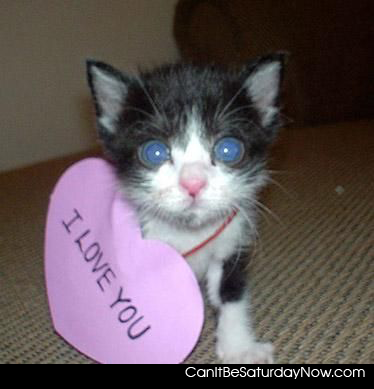 kitty loves you