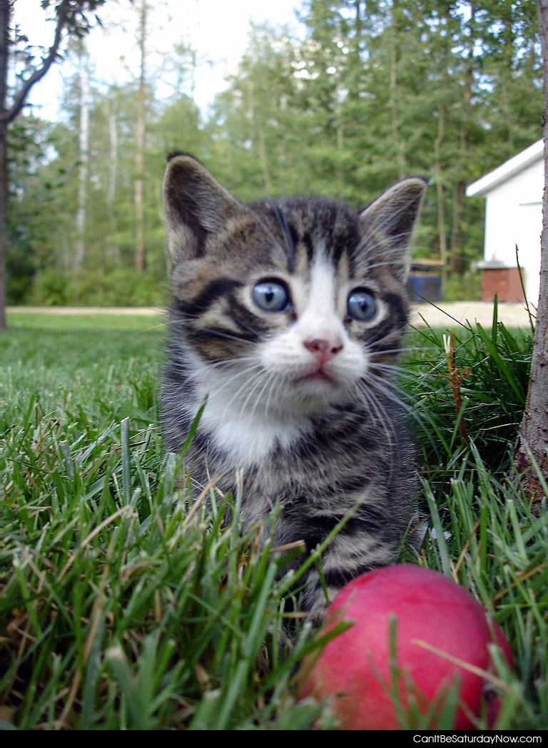 kitty ball