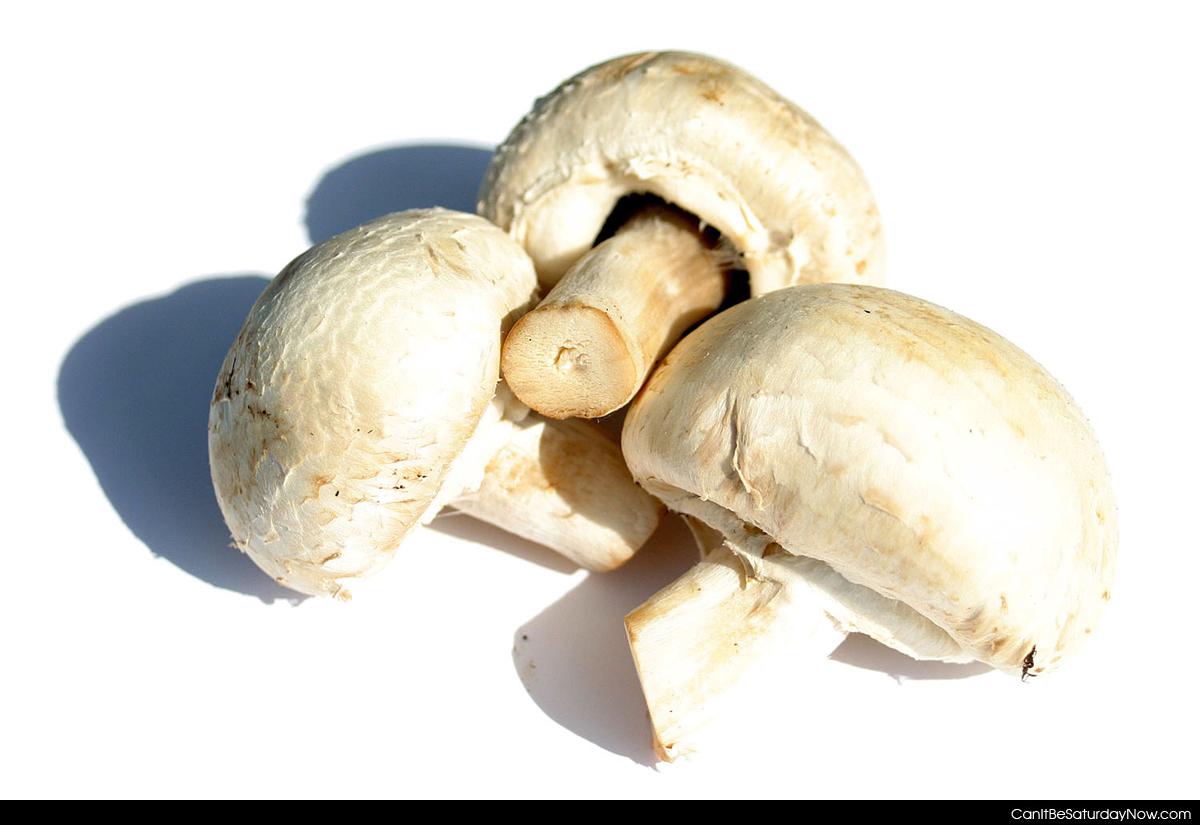 Shrooms - Mushroom, mushroom, mushroom...