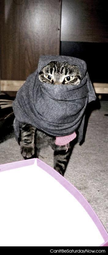 Muslim kitty - Muslim kitty covers her face