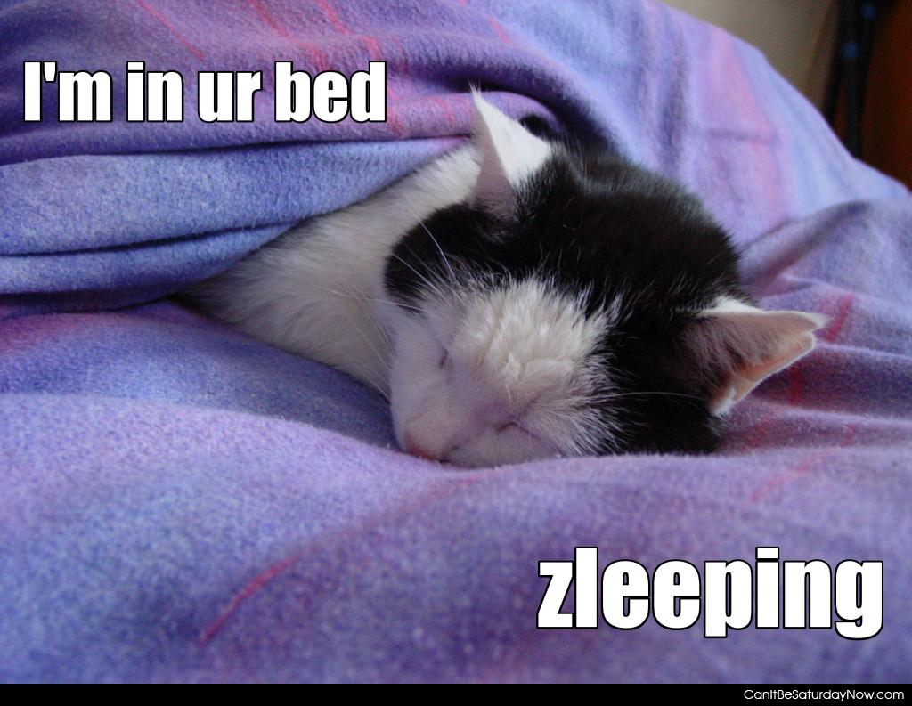 Your bed zleeping - this cat is on your bed zleeping