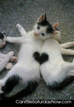 Love kitty - Kitty come together for love