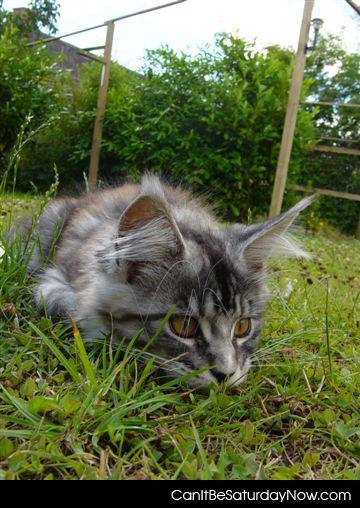 Kitty stalk - this kitty will stalk you