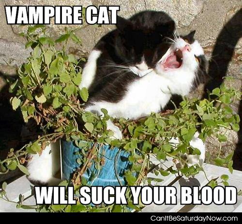 Vampire cat - will suck your blood