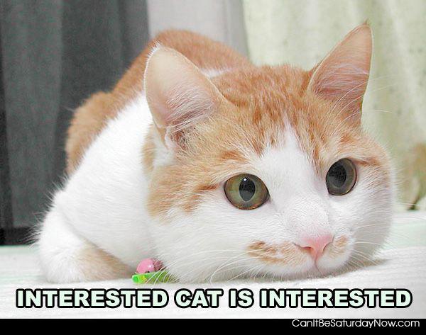 Interested kitty - interested kitty might care