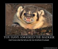 Angered badger