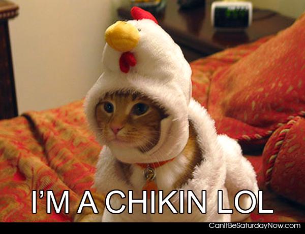 Chicken kitty - It's a kitty