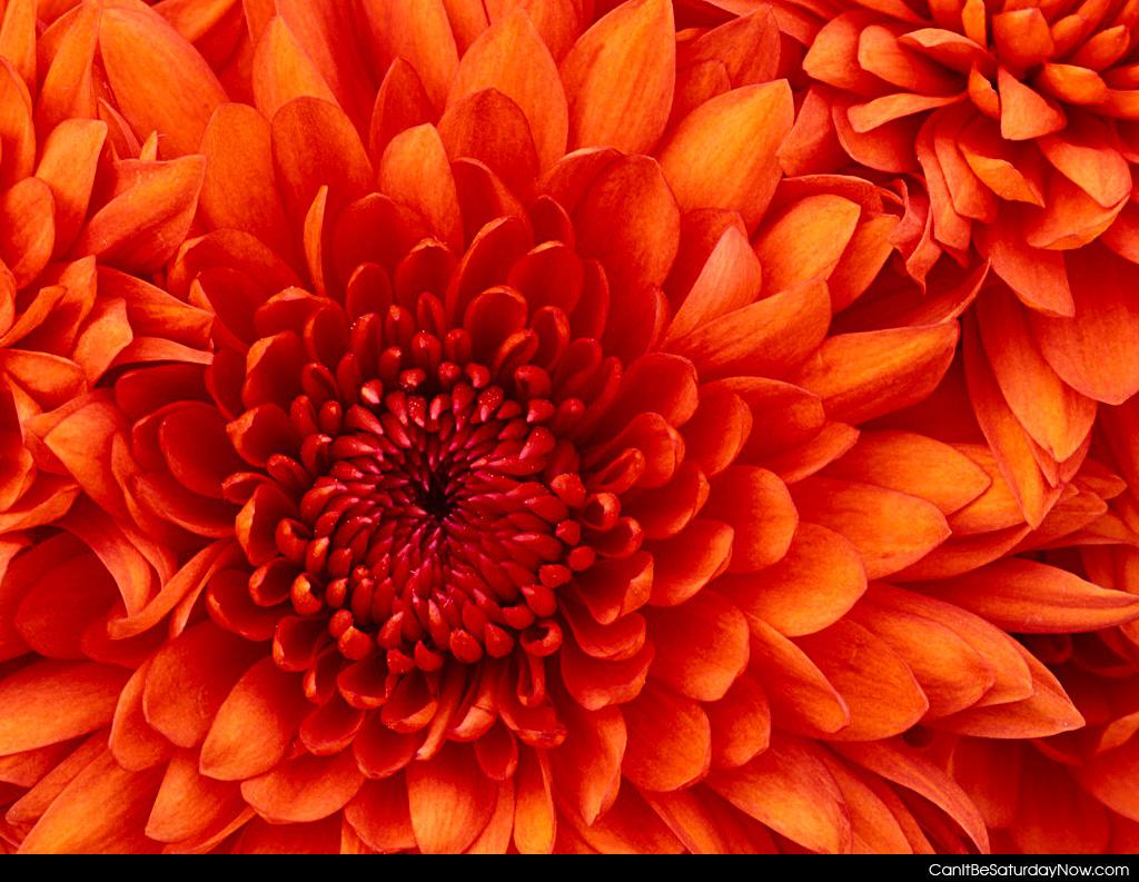 Closeup flower - closeup of a flower