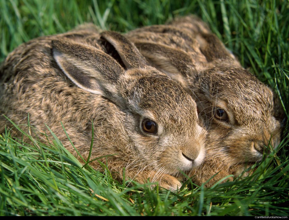 Two bunnies - two bunnies waiting for you so they can be cute