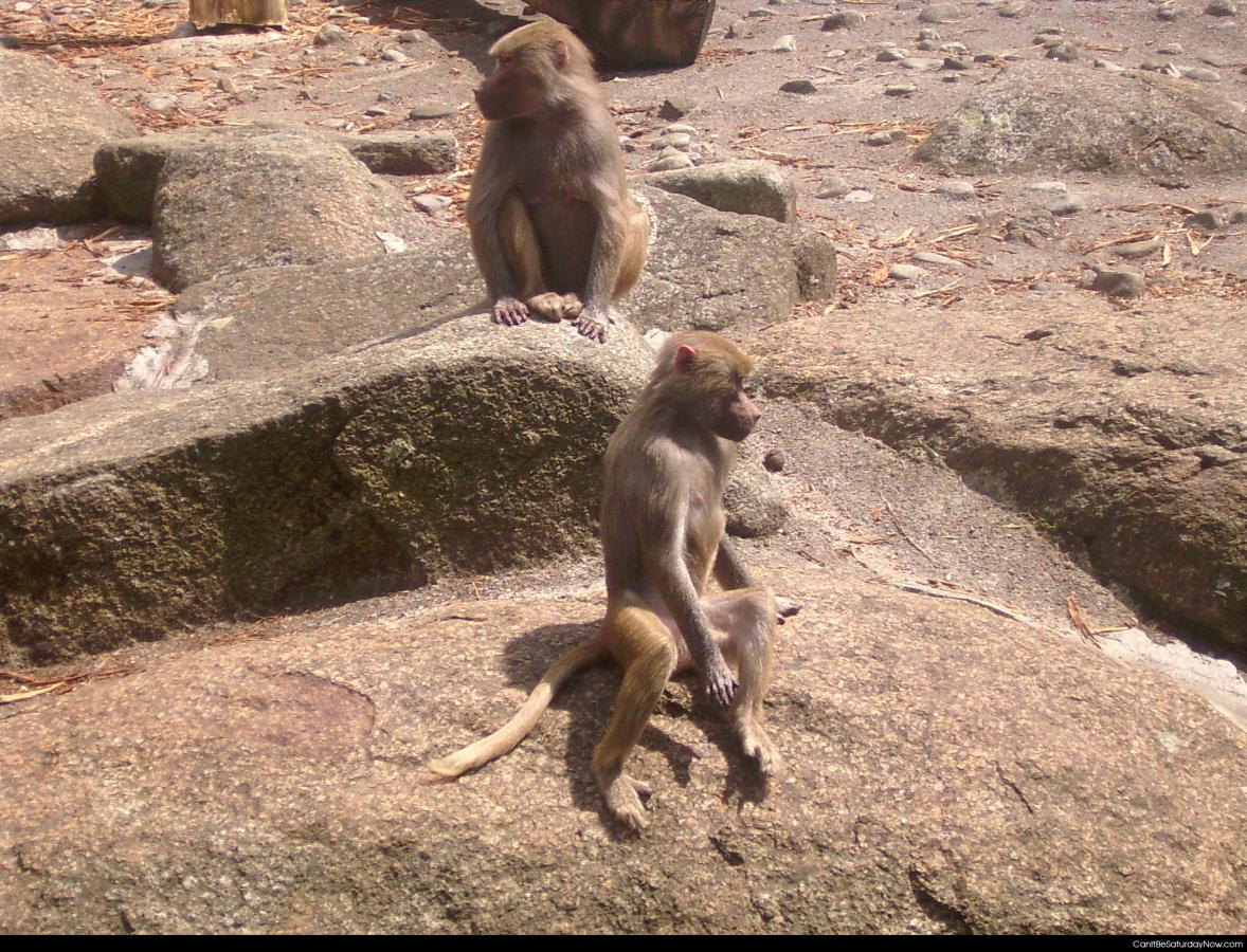 Monkeys look away - two monkeys look away form each other