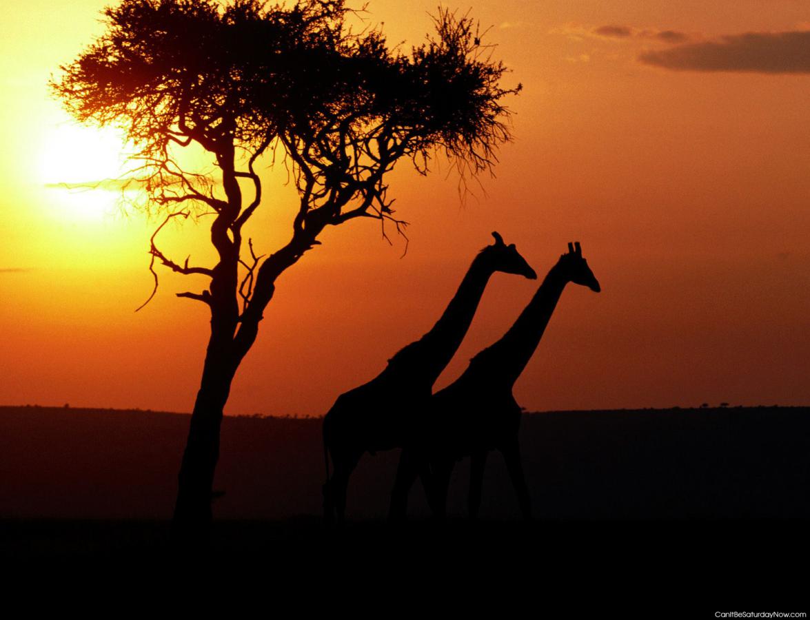 Giraffe sunset - giraffe watch the sunset