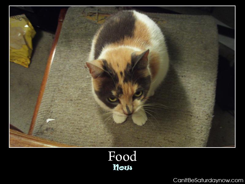 Food now - this kitty demands food now