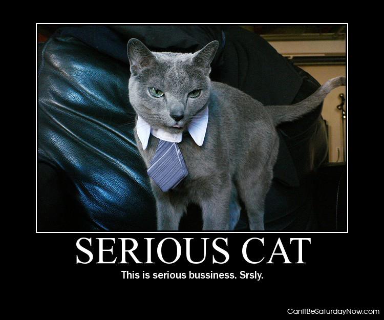 Serious cat - he wants you to be serious