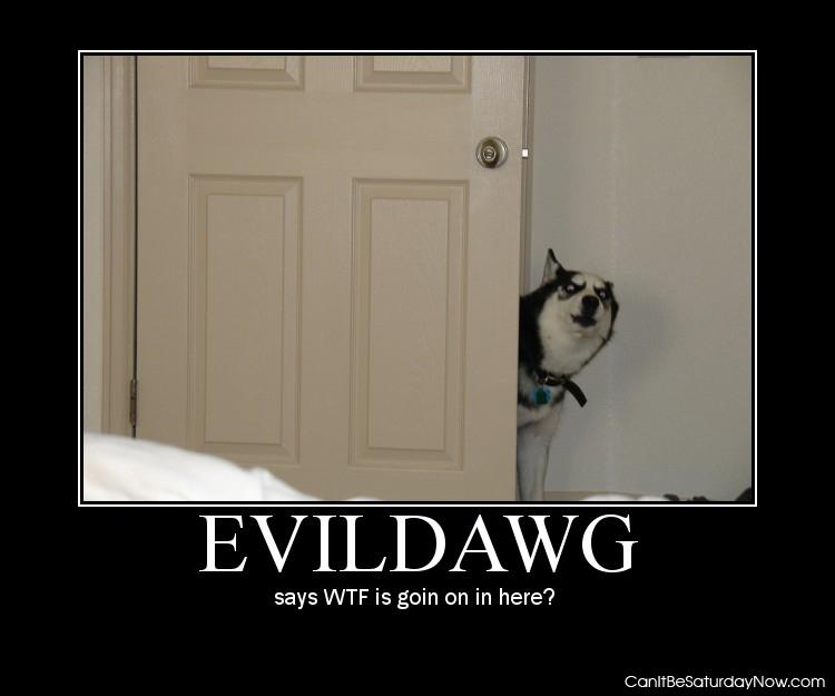 Evil dawg - he is evil and he is a dog