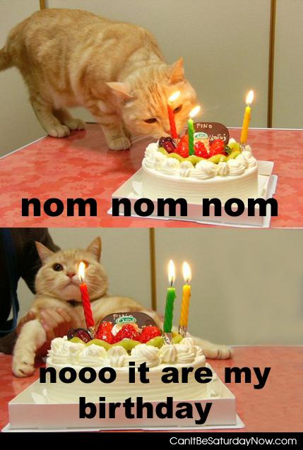 Kitty birthday - Kitty wants cake on birthday