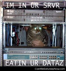 Data cat