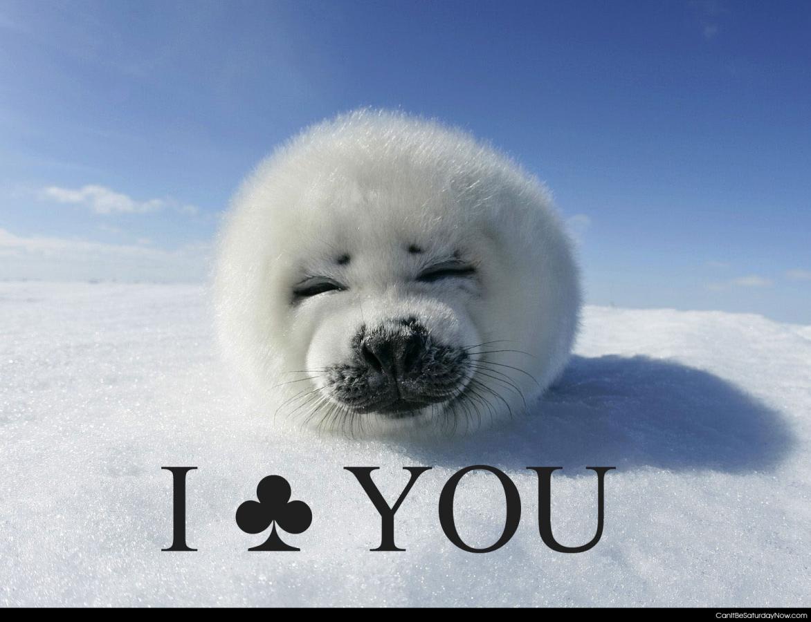 I club you - Cute seal