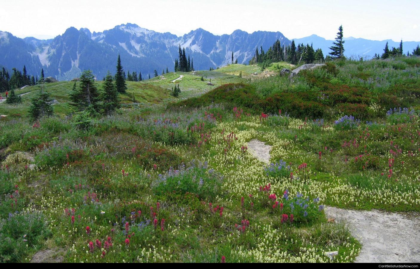 Flower hills - Hills near a mountain with wild flowers