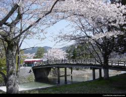 White flower bridge