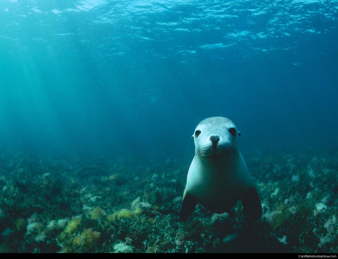 Hi seal - this seal says hi