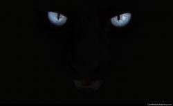 Black panther eyes