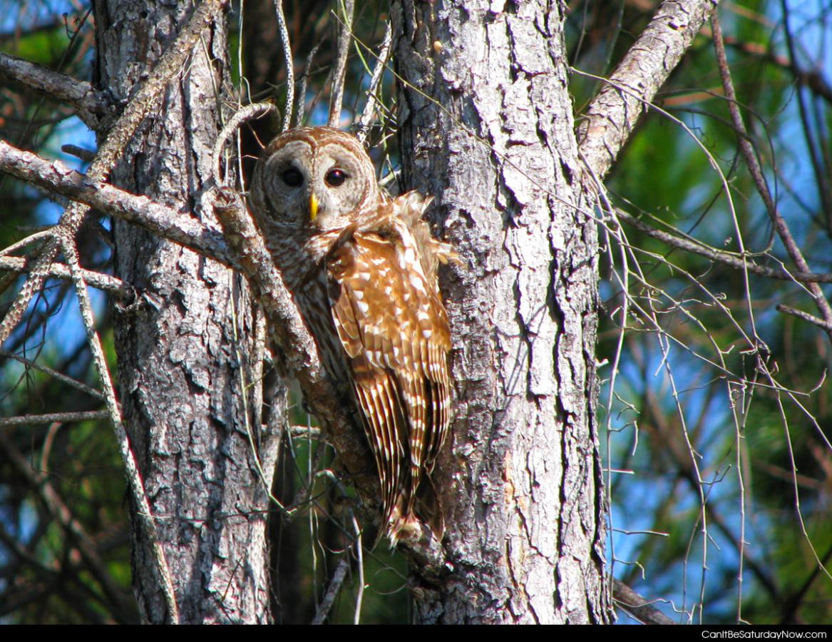 Owl 2 - owl in a tree