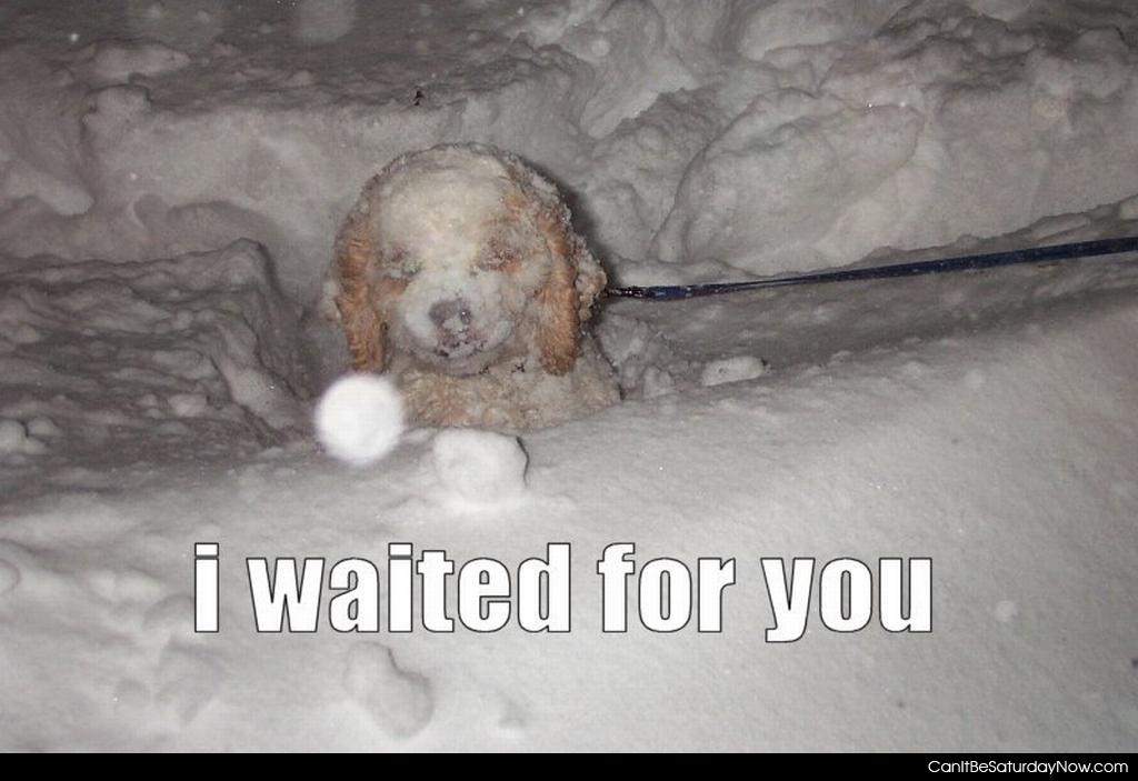 Waited for you - the dog waited for you