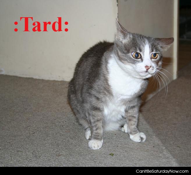 Cat tard - this cat is a tard