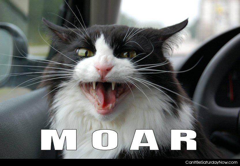 Moar cat - this cat wants moar now!