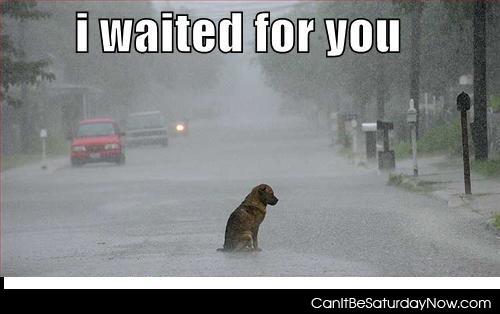 Waited for you 2 - this dog waited for you