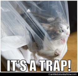 Traped cat