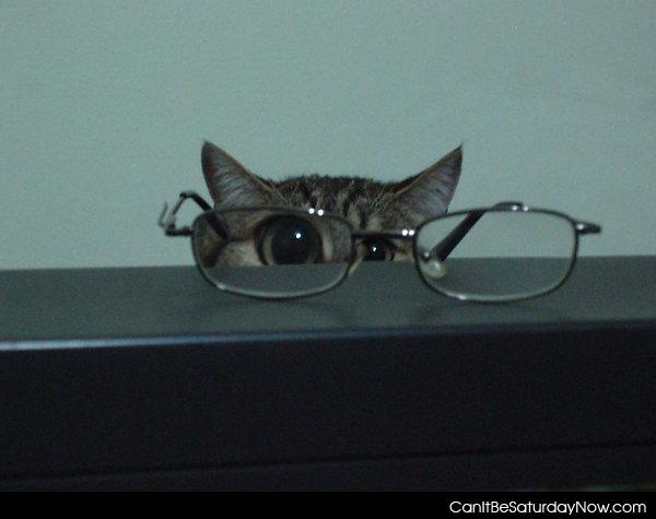 Big eye kitty - kitty wants to wear glasses