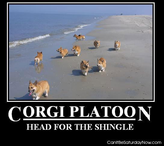 Corgi platoon - run they will bark you to death
