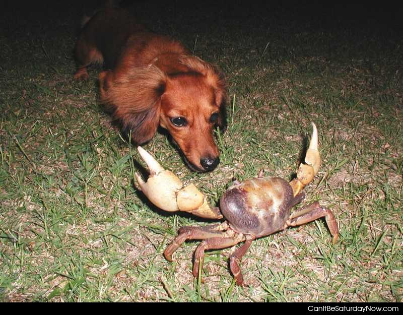 Dog vs crab - crab will probably win
