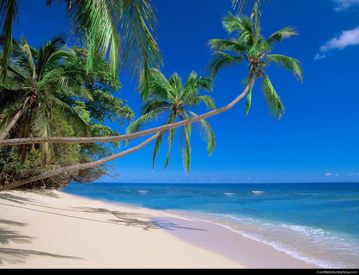 Palm tree beach - palm tree beach