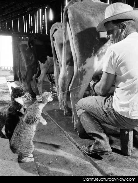 Cat milk - cats love milk, especially fresh milk