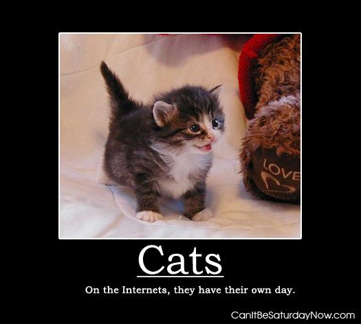 Cats get one day - caturday