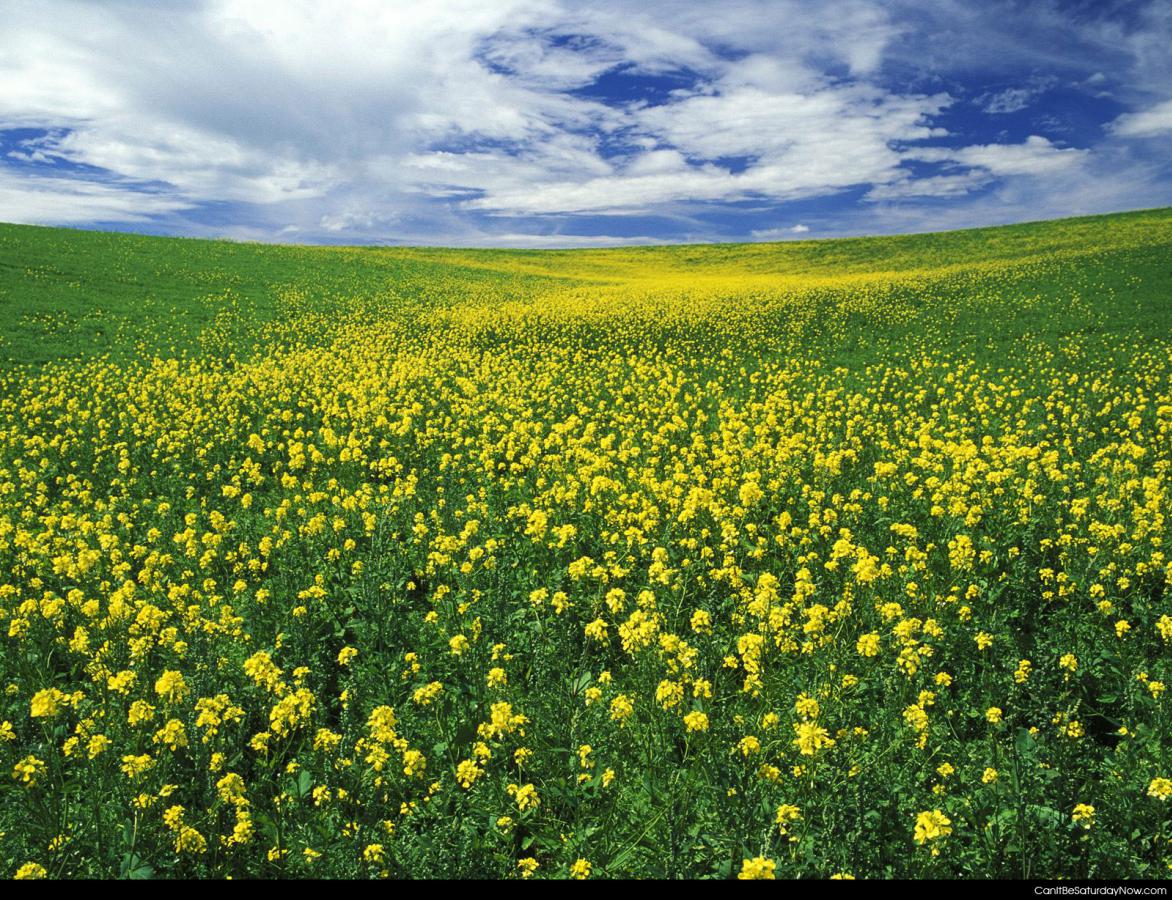 Yellow field - Field of yellow flowers