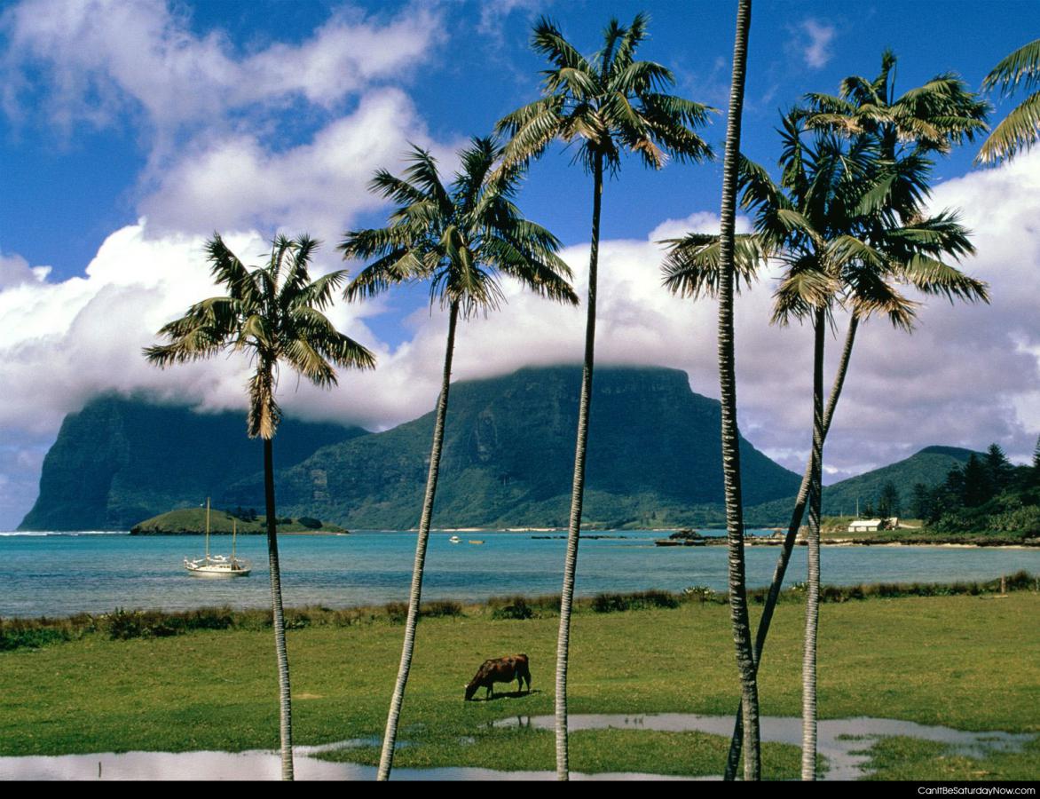 Palm island - island with palm trees