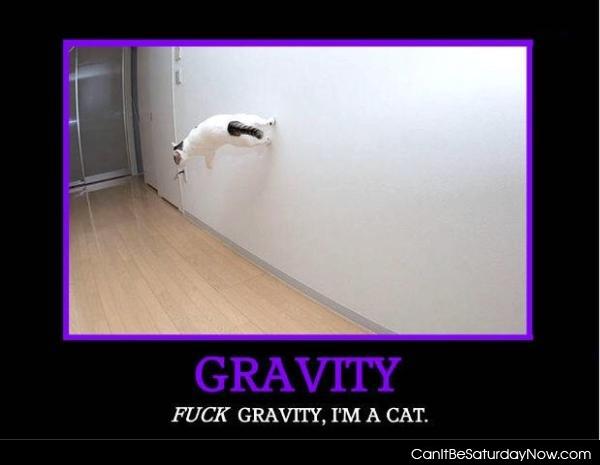 Gravity cat - cats can beat gravity