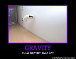 Gravity cat