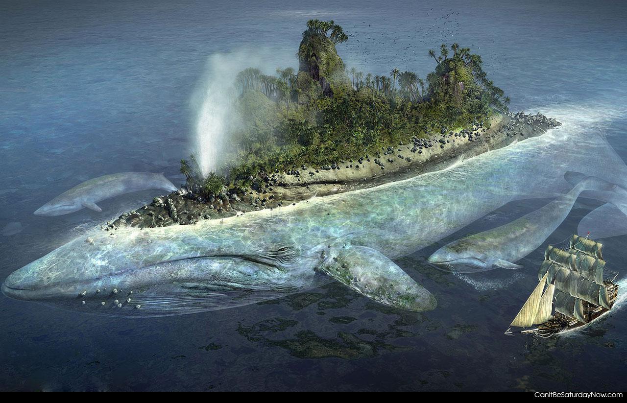 Whale island - Its in island on a whale