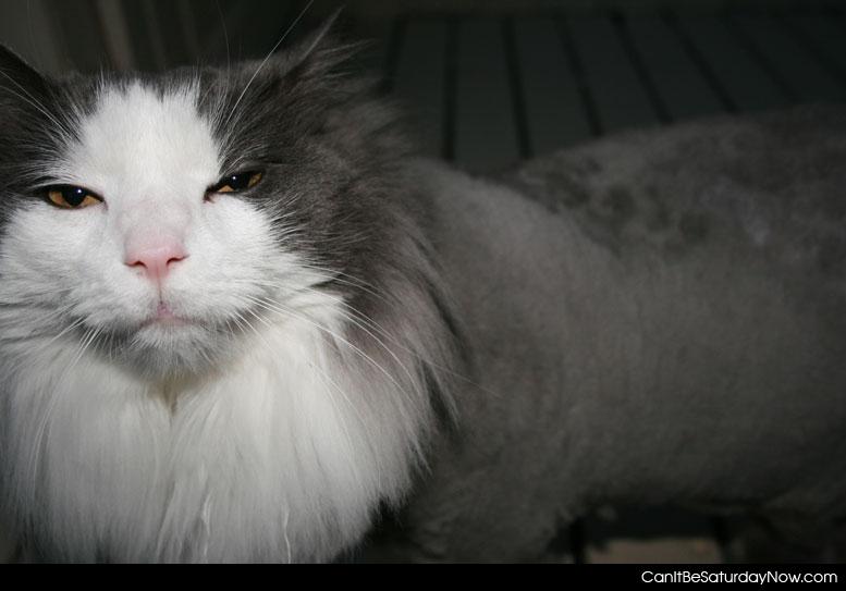 Half shaved kitty - who shaved half this kitty